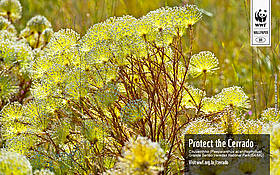 Wallpaper Cerrado in English - Chuveirinho, at Grande Sertão Veredas National Park. / &copy;: WWF-Brasil