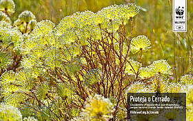 Wallpaper Dia do Cerrado - Chuveirinho no parque nacional Grande Sertão Veredas (BA/MG) / &copy;: WWF-Brasil