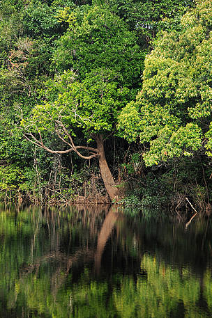  / &copy;: WWF-Brasil/Zig Koch