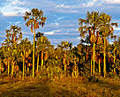 Linha de buritis no Parque Nacional Grande Sertão Veredas (MG/BA)