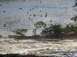 Expedição Juruena-Apuí.
© Francisco Livino Expedição Juruena-Apuí.
© Francisco Livino
