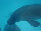 Peixe-boi-da-Amazônia (Trichechus inunguis) / &copy;: Paul Filmer (lynx81) / Flickr.com