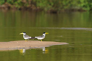  / &copy;: WWF-Brasil / Zig Koch