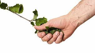 Um homem segura uma planta, como em um aperto de mão / &copy;: placbo / Flickr.com