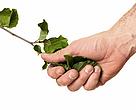 Um homem segura uma planta, como em um aperto de mão