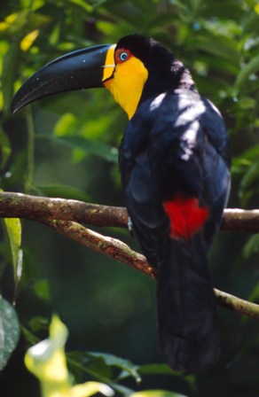  / &copy;: WWF-Canon / Michel GUNTHER