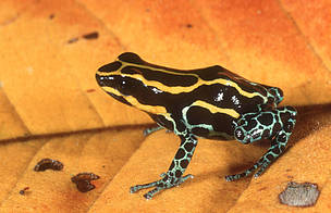 Sapo venenoso Dendrobates tinctorius, mais conhecido como garimpeiro, que vive em florestas ...
© Martin Harvey / WWF
© Martin Harvey / WWF