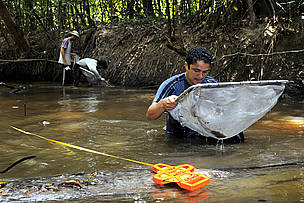 Rapiché ou puçá (uma espécie de peneira) é um dos instrumentos utilizados para coleta de amostras ...
© WWF-Brasil / Adriano Gambarini
© WWF-Brasil / Adriano Gambarini