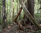 Floresta nativa no Parque Nacional Montanhas do Tumucumaque, no Amapá. 