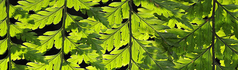 Detalhe, vegetação da Mata Atlantica
© WWF-Brasil / Adriano Gambarini
© WWF-Brasil / Adriano Gambarini