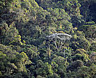 Mata Atlântica será tema de evento paralelo por um compromisso de desmatamento zero para conservação desta floresta altamente fragmentada e biodiversa