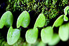  / &copy;: WWF-Brasil/Alex Silveira