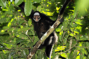 Macaco-aranha, uma das espécies da rica biodiversidade da Amazônia.
© WWF-Brasil/Adriano Gambarini
© WWF-Brasil/Adriano Gambarini