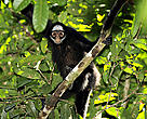 Macaco-aranha, uma das espécies da rica biodiversidade da Amazônia. 