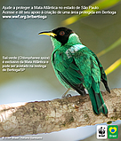 Saí-verde (Chlorophanes spiza) é exclusivo da Mata Atlântica e pode ser avistado na restinga de ... / ©: Martin Carvalho/WWF-Brasil Saí-verde (Chlorophanes spiza) é exclusivo da Mata Atlântica e pode ser avistado na restinga de ... / ©: Martin Carvalho/WWF-Brasil