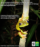 A perereca (Hypsiboas albomarginatus) só existe na Mata Atlântica. Aqui ela foi clicada em ... / ©: Martin Carvalho/WWF-Brasil A perereca (Hypsiboas albomarginatus) só existe na Mata Atlântica. Aqui ela foi clicada em ... / ©: Martin Carvalho/WWF-Brasil