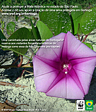 Uma caminhada pelas áreas naturais de Bertioga/SP reserva aos visitantes flores características de ... / ©: Martin Carvalho/WWF-Brasil Uma caminhada pelas áreas naturais de Bertioga/SP reserva aos visitantes flores características de ... / ©: Martin Carvalho/WWF-Brasil
