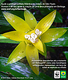 As bromélias descobertas até o momento em Bertioga/SP, como esta Canistropsis billbergioides, ... / ©: Martin Carvalho/WWF-Brasil As bromélias descobertas até o momento em Bertioga/SP, como esta Canistropsis billbergioides, ... / ©: Martin Carvalho/WWF-Brasil