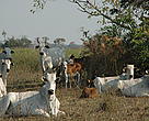 Capa do folder sobre pecuária orgânica no Pantanal