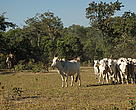 Desde 2003, o WWF-Brasil vem atuando no estímulo à pecuária orgânica certificada no Pantanal