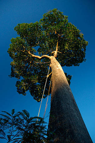 A Castanheira-do-Brasil é uma das espécies da flora brasileira ameaçadas de extinção.
© Zig Koch/WWF-Brasil
© Zig Koch/WWF-Brasil