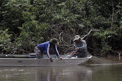 Rosalvo Duarte e James Bilce, da equipe de ictiologia, realizando seu trabalho no rio Madeirinha.
© WWF-Brasil/Juvenal Pereira Rosalvo Duarte e James Bilce, da equipe de ictiologia, realizando seu trabalho no rio Madeirinha. rel=