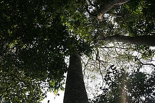  / &copy;: WWF-Brasil / Juvenal Pereira
