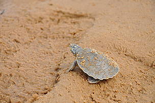  / &copy;: WWF-Brasil/Isadora de Afrodite