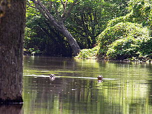  / &copy;: WWF-Brasil / Claudio MARETTI