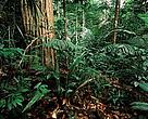 Floresta Amazônica