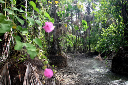 As unidades de conservação ajudam a manter a beleza da flora e da fauna da região amazônica
© Alex SILVEIRA rel=