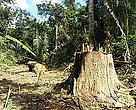 Maretti: "There has been a worrying increase in deforestation in smaller properties which has not yet been fully measured"