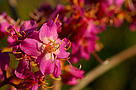 Espécie de flor do Cerrado, Parque Nacional Juruena / &copy;: Zig Koch / WWF
