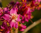 Espécie de flor do Cerrado, Parque Nacional Juruena