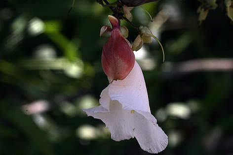 Flores na trilha da balsa, Rio Roosevelt. Expedição Guariba-Roosevelt 2010.
© WWF-Brasil/Juvenal Pereira Flores na trilha da balsa, Rio Roosevelt. Expedição Guariba-Roosevelt 2010. rel=