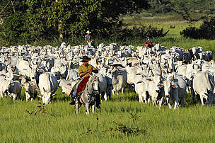 Organic Cattle ranching
