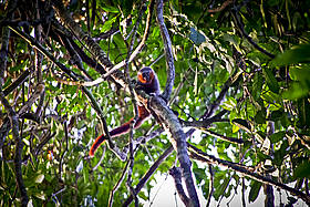 Primata ainda não descrito pela Ciência, pertencente ao gênero Callicebus e vulgarmente conhecido ...
© Julio Dalponte Primata ainda não descrito pela Ciência, pertencente ao gênero Callicebus e vulgarmente conhecido ...
© Julio Dalponte