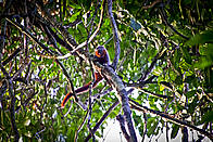 Primata ainda não descrito pela Ciência, pertencente ao gênero Callicebus e vulgarmente conhecido ... / &copy;: Julio Dalponte