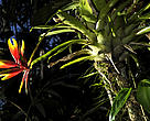 Flor Helicônia
