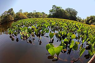 Pantanal
© A. Camboni / R. Isotti / Homo Ambiens
© A. Camboni / R. Isotti / Homo Ambiens