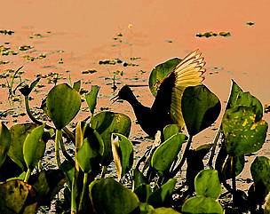 Área inundada do Pantanal, Brasil.