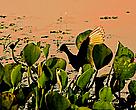 Área inundada do Pantanal, Brasil.