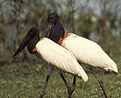 Jabiru, tuiuiu, pantanal