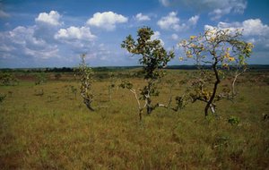 O Zoneamento define qual a melhor utilização para cada área
© WWF / Juan PRATGINESTOS
© WWF / Juan PRATGINESTOS