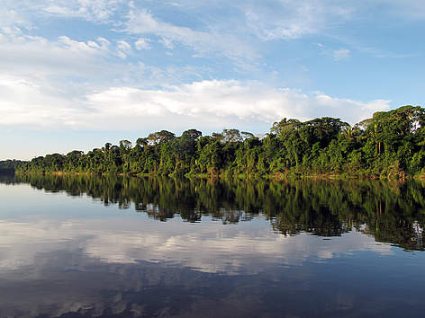 Margens do rio Roosevelt.
© WWF-Brasil/Juvenal Pereira Margens do rio Roosevelt. rel=