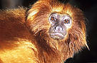 Mico-leão-dourado (Leontopithecus rosalia). / &copy;: David Lawson / WWF-UK
