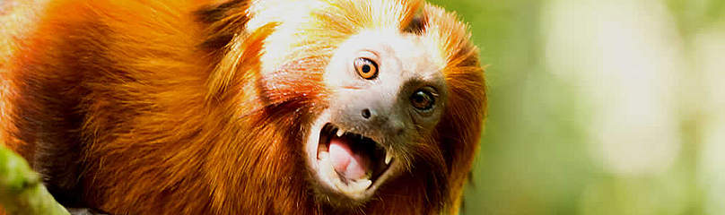  / &copy;: WWF-Brasil / Marcela Beltrão