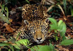 ONG Mamíferos RS - Espécies Ameaçadas no Rio Grande do Sul – Onça-parda A  onça-parda, Puma concolor, possui distribuição ampla no Brasil, ocorrendo  em todos os biomas. Ela é um dos felinos