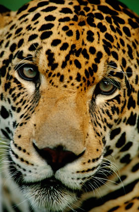A natureza precisa da sua ajuda! / ©: © wwf / Staffan Widstrand / ©: © wwf / Staffan Widstrand