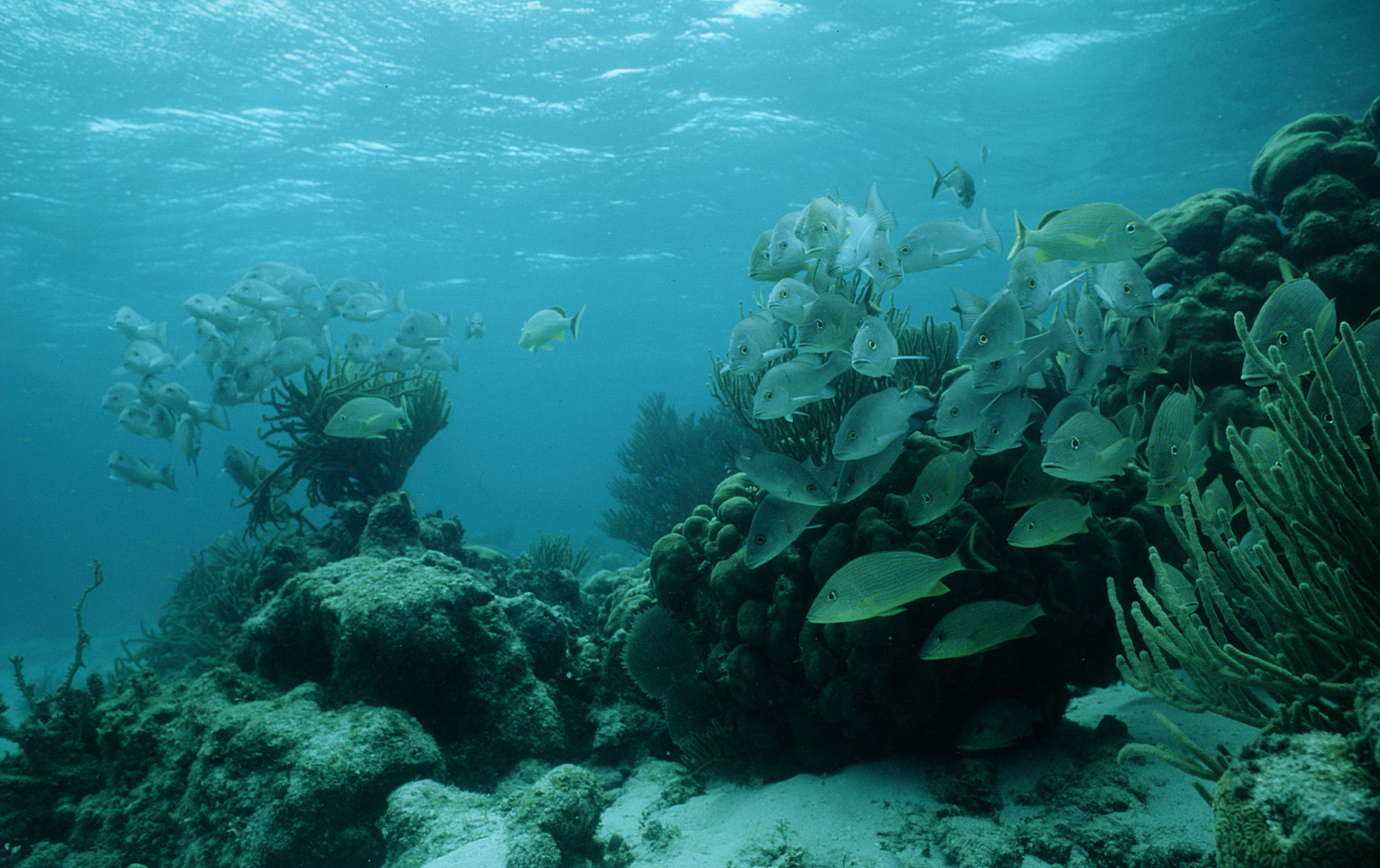 Em 40 anos, a biodiversidade marinha do planeta foi reduzida à metade